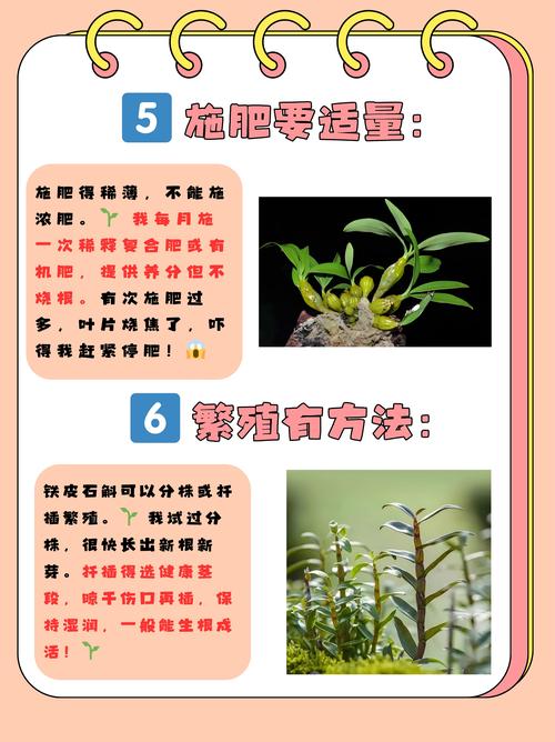 铁皮石斛栽培技术如何掌握?-图2 铁皮石斛栽培技术如何掌握?-图2