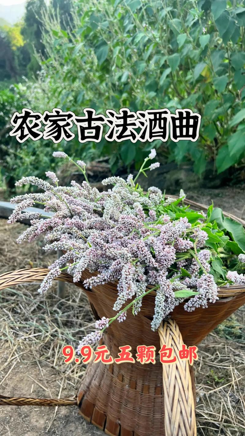 适合发酵的草药品种-图1