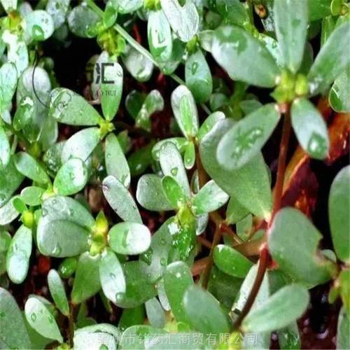 适合发酵的草药品种-图2