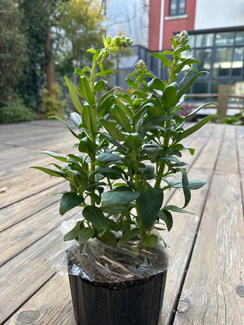 金鱼草有哪些主要栽培品种？-图1