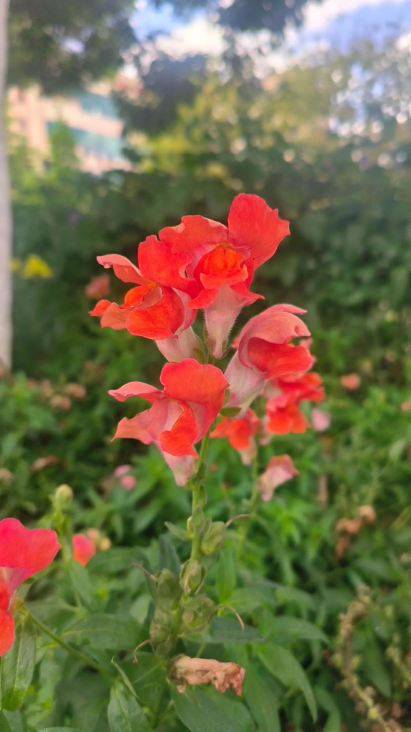 金鱼草有哪些主要栽培品种？-图3