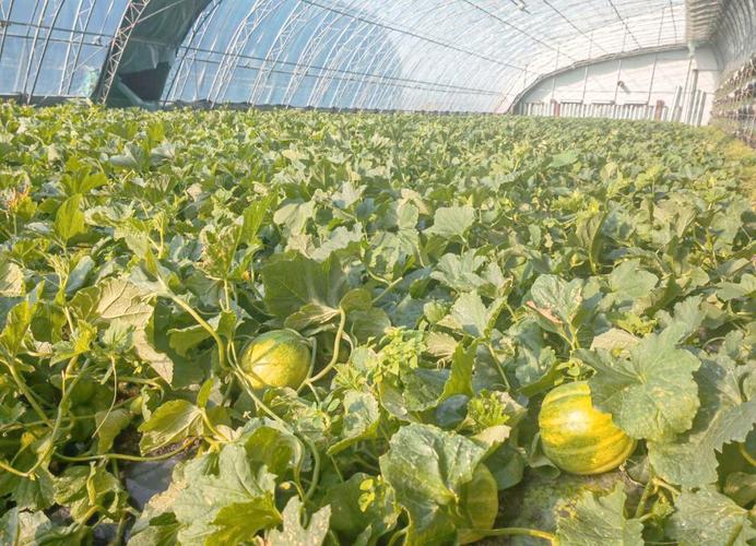 东北大棚香瓜怎么种好?-图1 东北大棚香瓜怎么种好?-图1