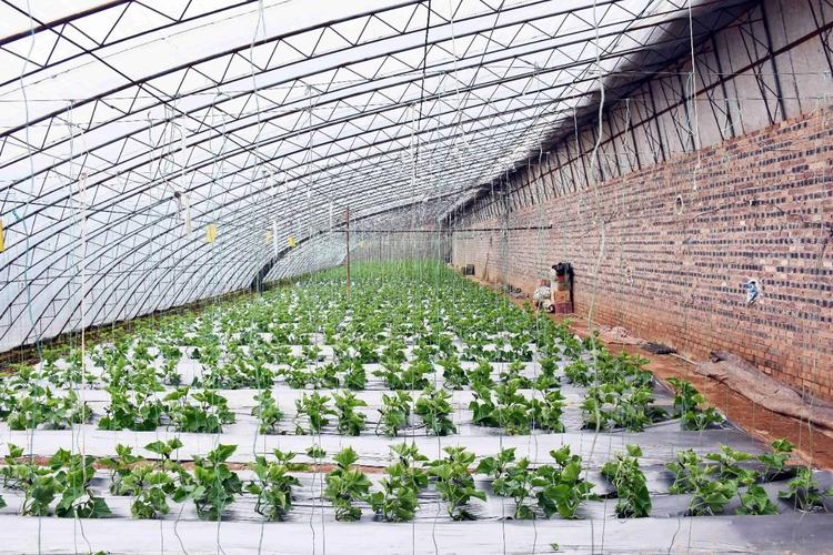 东北大棚香瓜怎么种好?-图3 东北大棚香瓜怎么种好?-图3