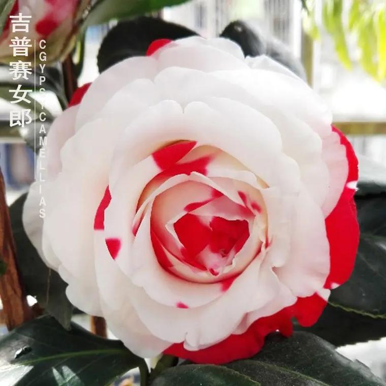 哪些荼花品种花期最长?-图1 哪些荼花品种花期最长?-图1