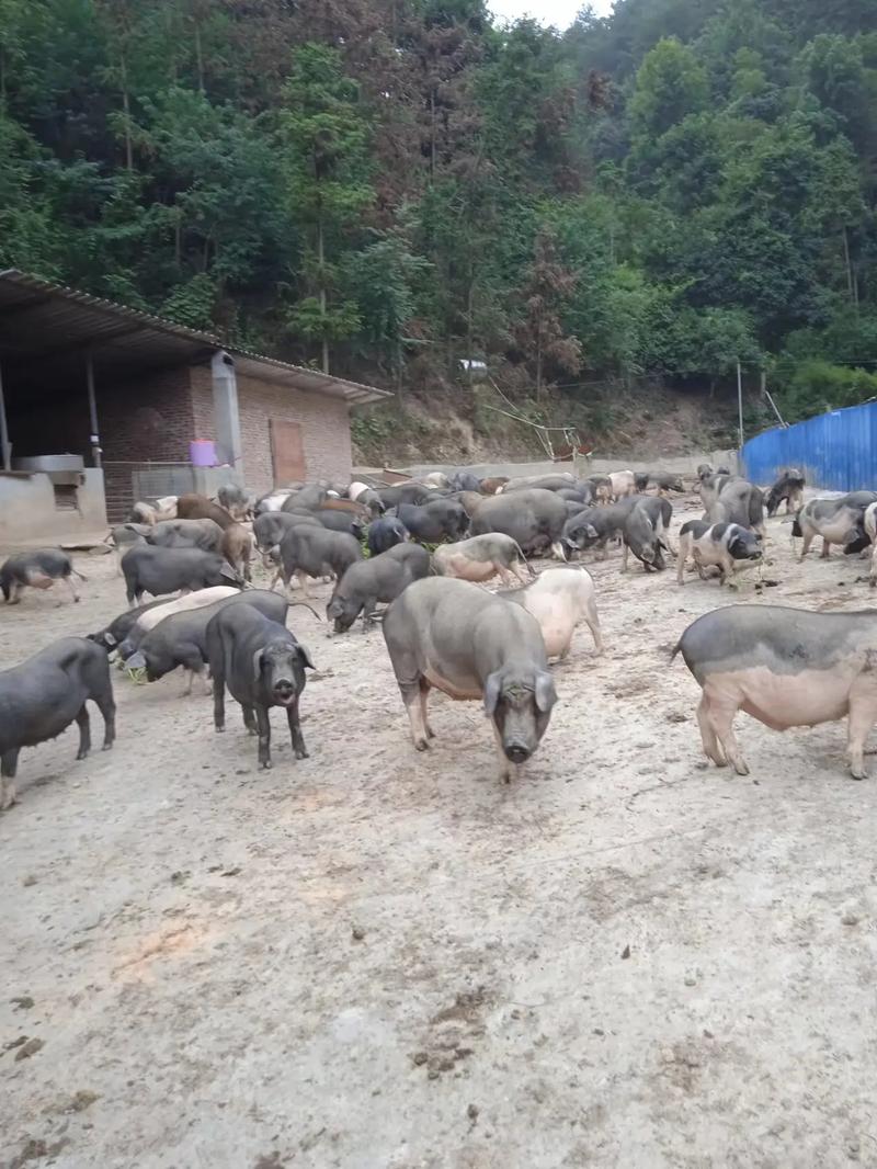 徒河黑猪代理养殖技术怎么掌握？-图3