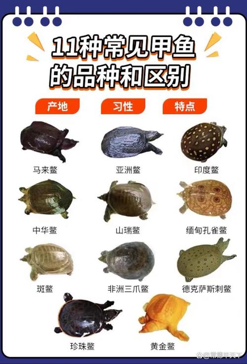 甲鱼品种到底有多少?-图1 甲鱼品种到底有多少?-图1