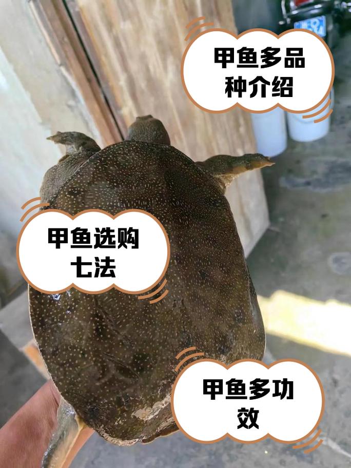 甲鱼品种到底有多少?-图2 甲鱼品种到底有多少?-图2