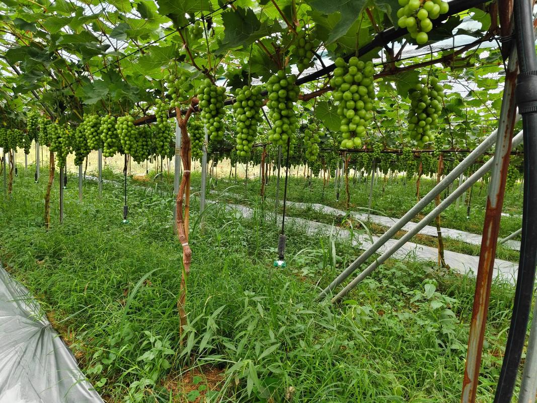 萄葡种植技术视频,怎么学才高效?-图1 萄葡种植技术视频,怎么学才高效?-图1