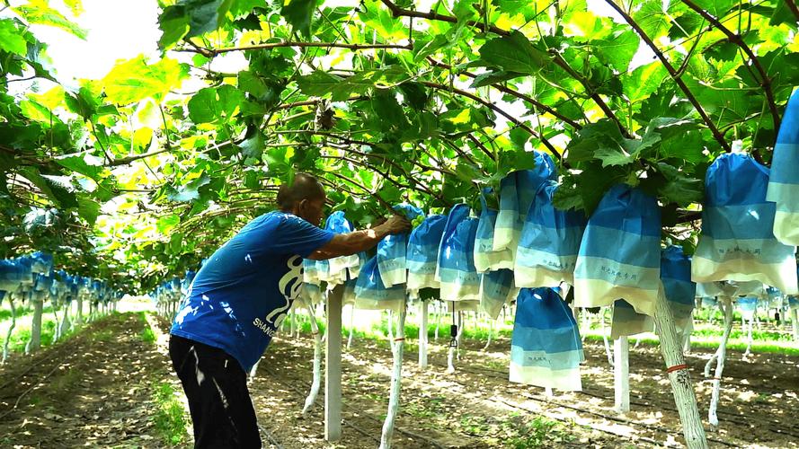 萄葡种植技术视频,怎么学才高效?-图2 萄葡种植技术视频,怎么学才高效?-图2