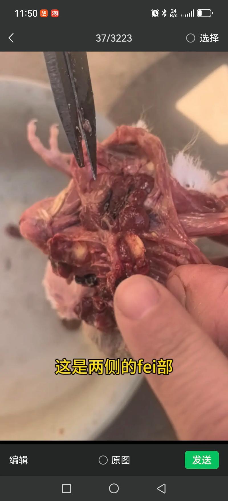 肉鸽养殖技术视频教程怎么学？-图2