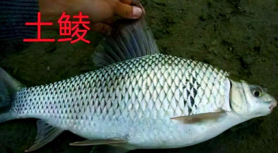 麦 麦瑞加拉鲮鱼养殖技术关键点是什么？-图2