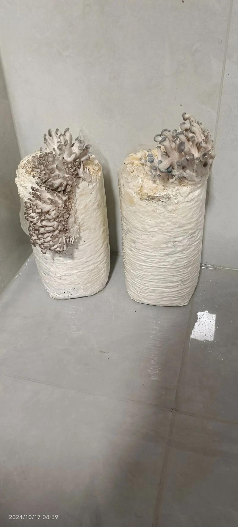 林下平菇种植技术要点有哪些？-图1