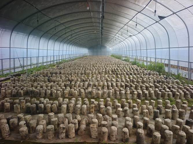 林下平菇种植技术要点有哪些？-图3