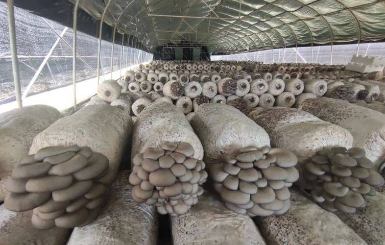 林下平菇种植技术要点有哪些？-图2