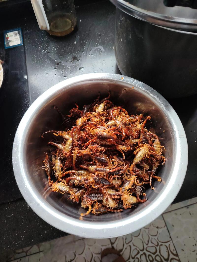 蝎子最有效的脱皮技术-图1 蝎子最有效的脱皮技术-图1