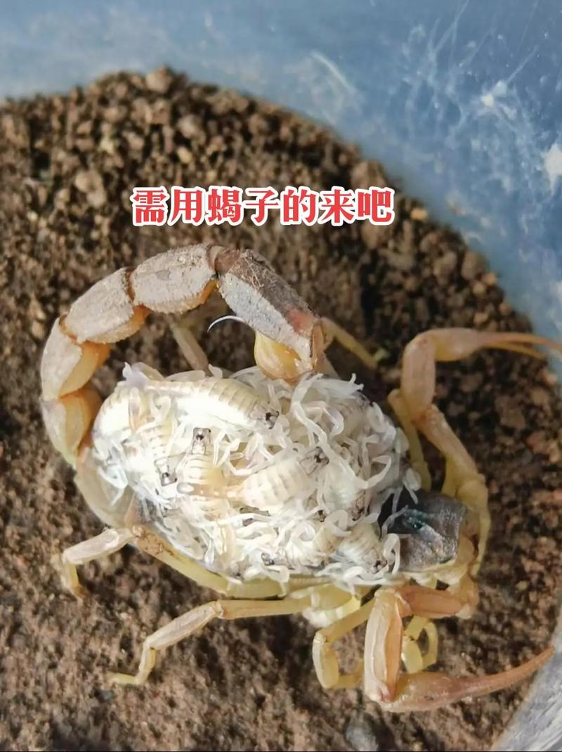 蝎子最有效的脱皮技术-图2