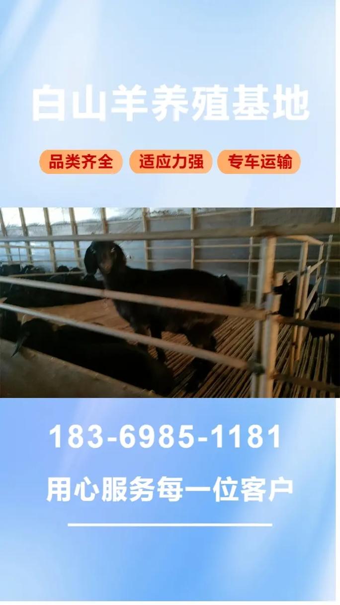 小尾寒羊价格多少？养羊技术有哪些要点？-图1