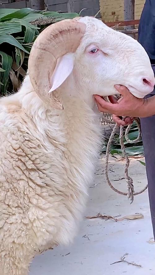 小尾寒羊价格多少？养羊技术有哪些要点？-图2