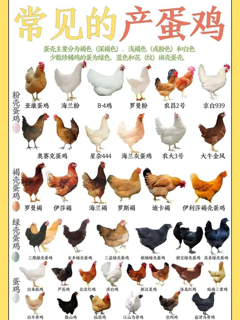 地方地方品种鸡该怎么养?-图1 地方地方品种鸡该怎么养?-图1