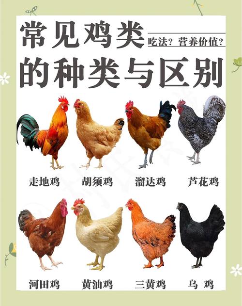 地方地方品种鸡该怎么养?-图2 地方地方品种鸡该怎么养?-图2