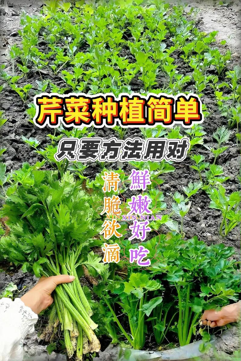 芹菜栽培管理有哪些关键技术？-图1