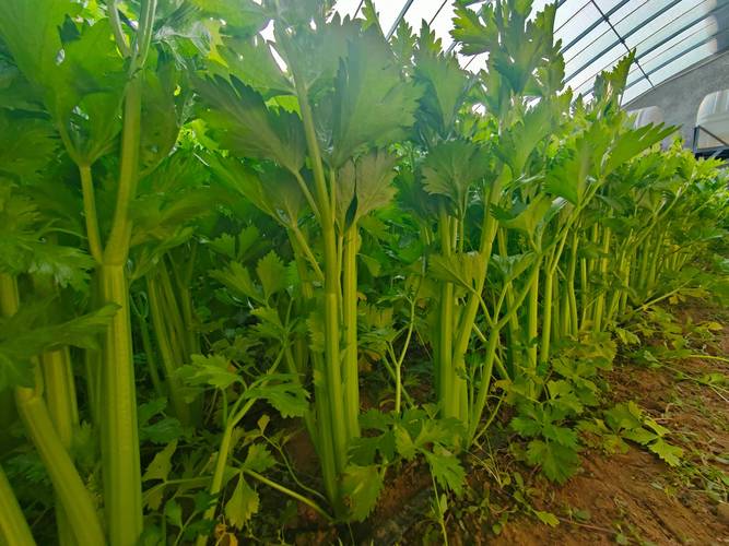 芹菜栽培管理有哪些关键技术？-图2