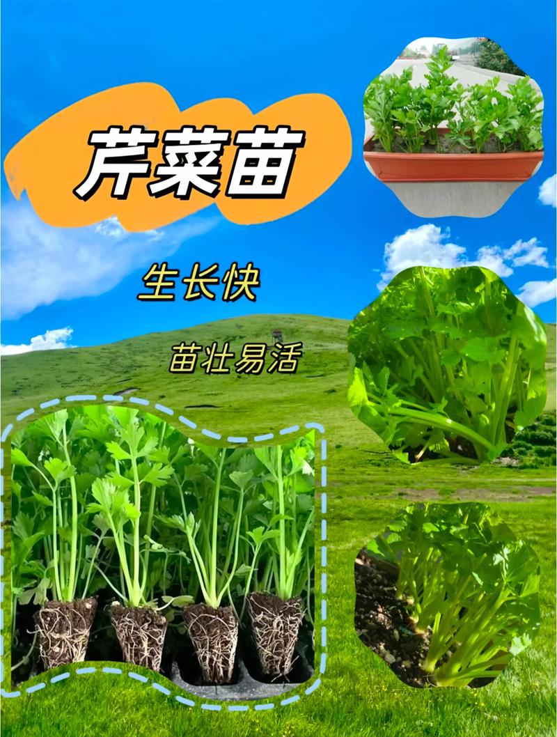 芹菜栽培管理有哪些关键技术？-图3