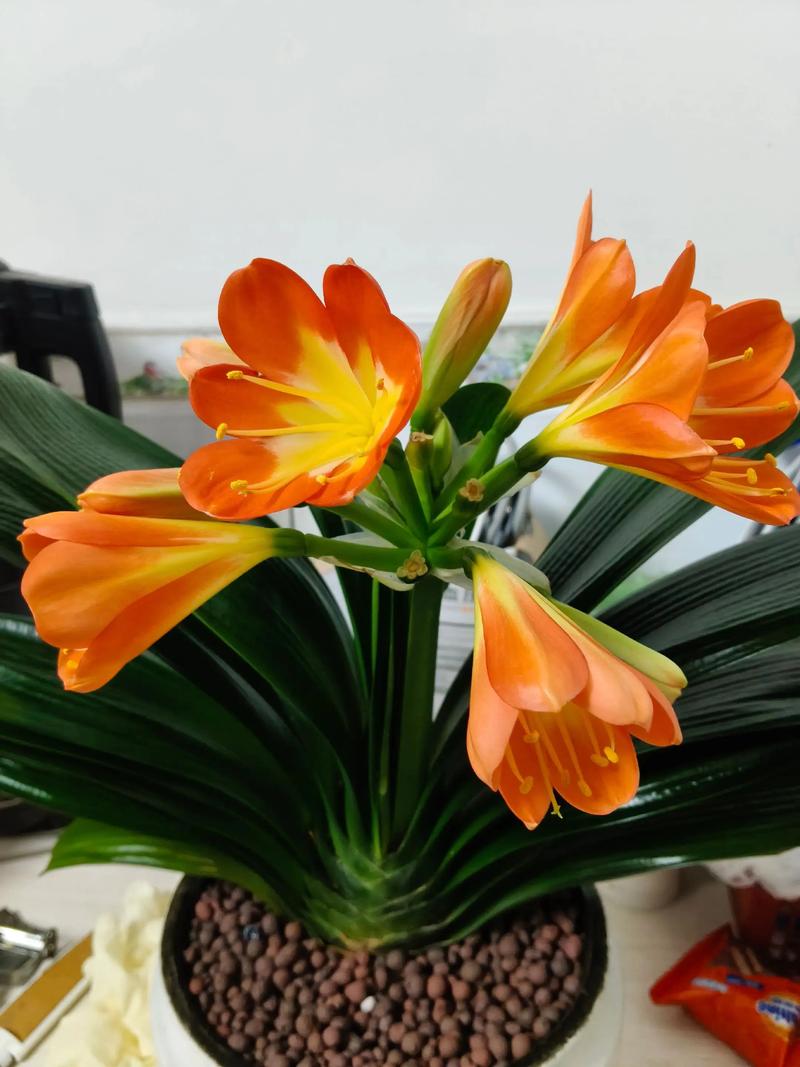 君子兰开花品种有哪些？-图2