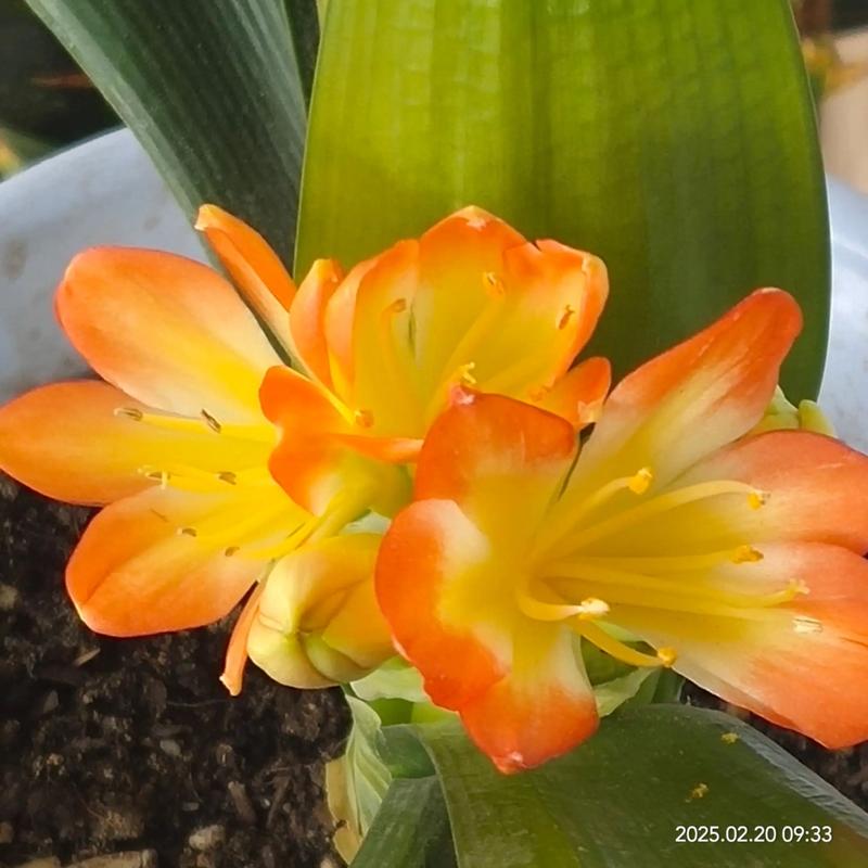 君子兰开花品种有哪些？-图3