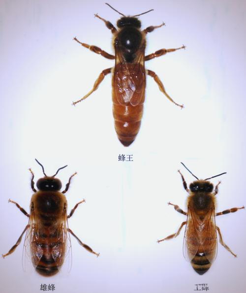 中蜂蜂王有哪些品种类型?-图1 中蜂蜂王有哪些品种类型?-图1