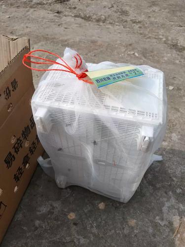 中蜂蜂王有哪些品种类型？-图2