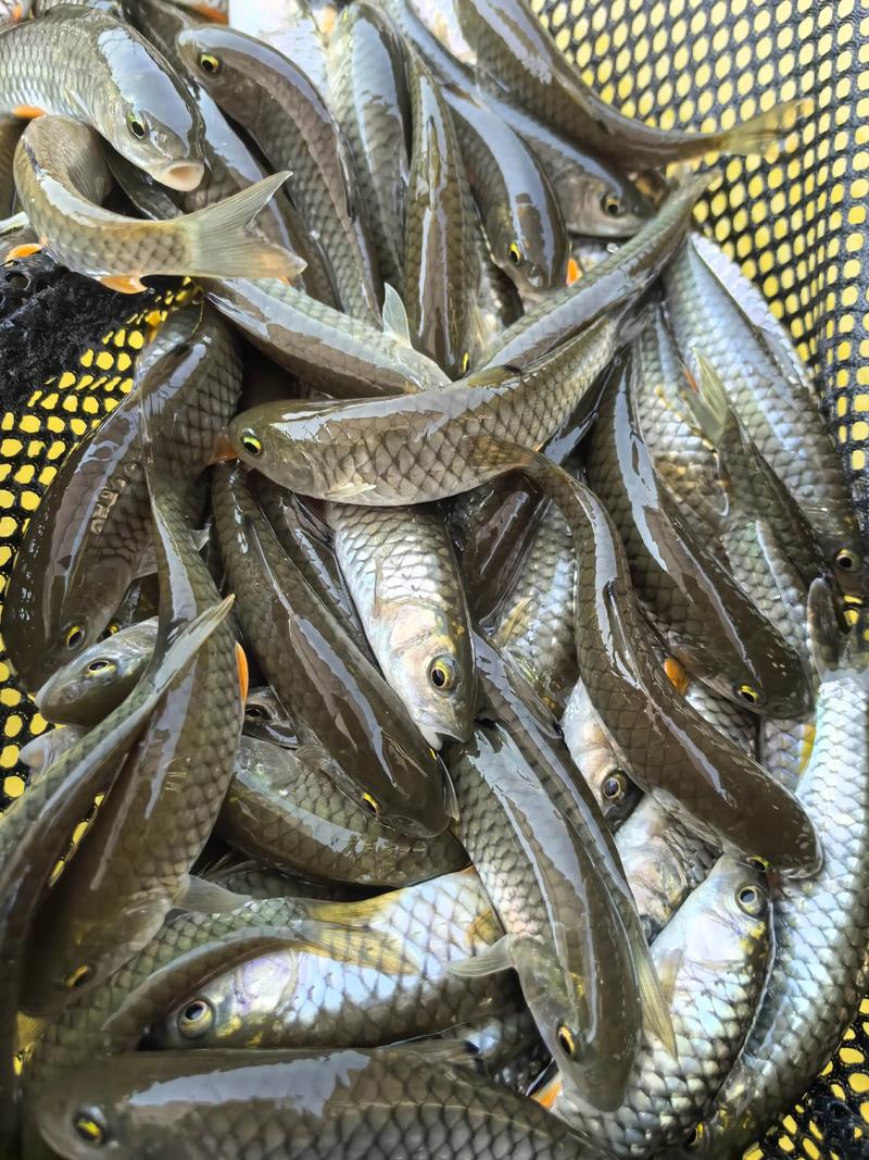 水产新品种有哪些?农业部如何推广?-图2 水产新品种有哪些?农业部如何推广?-图2