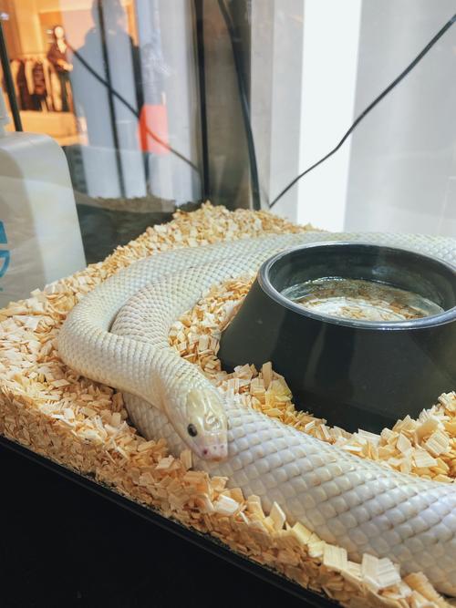 室内立体养蛇技术视频可行吗？-图3