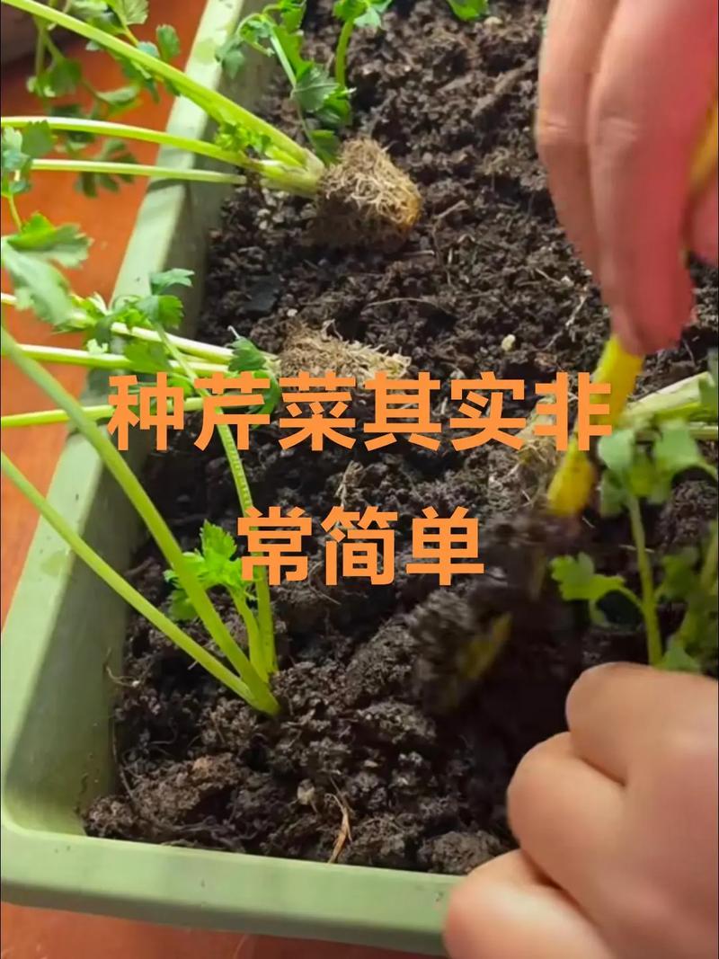 芹菜怎么种?高产技术有哪些?-图1 芹菜怎么种?高产技术有哪些?-图1