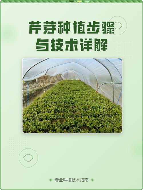 芹菜怎么种?高产技术有哪些?-图3 芹菜怎么种?高产技术有哪些?-图3