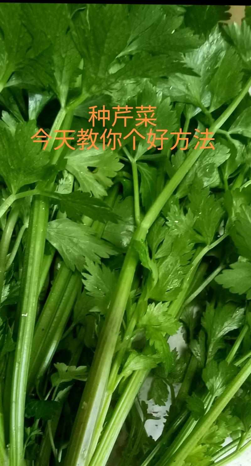 芹菜怎么种?高产技术有哪些?-图2 芹菜怎么种?高产技术有哪些?-图2