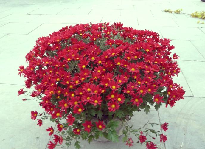 多头菊花怎么栽培？视频教你技巧！-图1