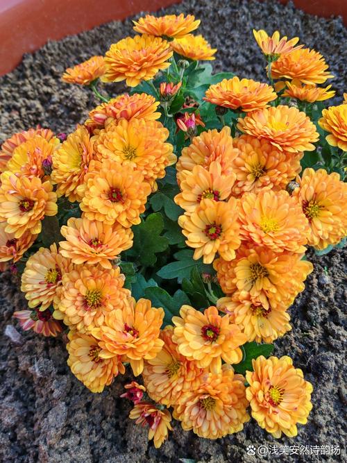 多头菊花怎么栽培？视频教你技巧！-图2