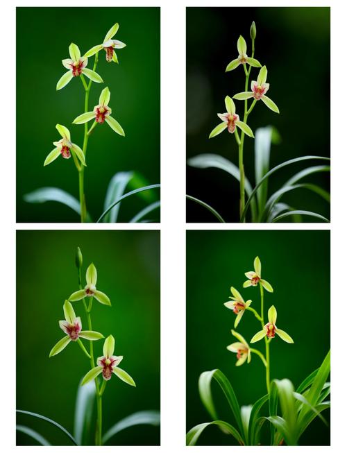 四季兰花什么品种好？-图1