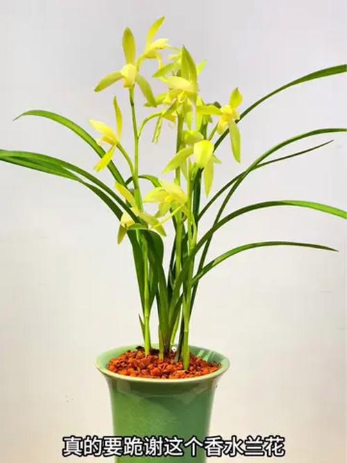 四季兰花什么品种好？-图3