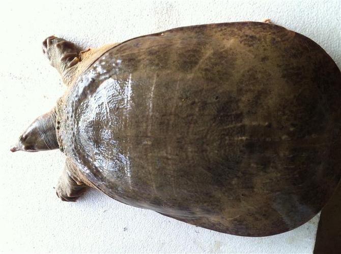 品种山瑞龟好养吗?-图1 品种山瑞龟好养吗?-图1