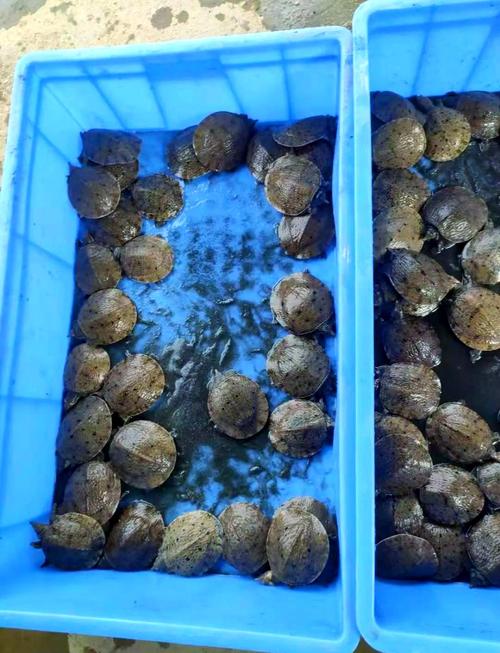 品种山瑞龟好养吗?-图2 品种山瑞龟好养吗?-图2