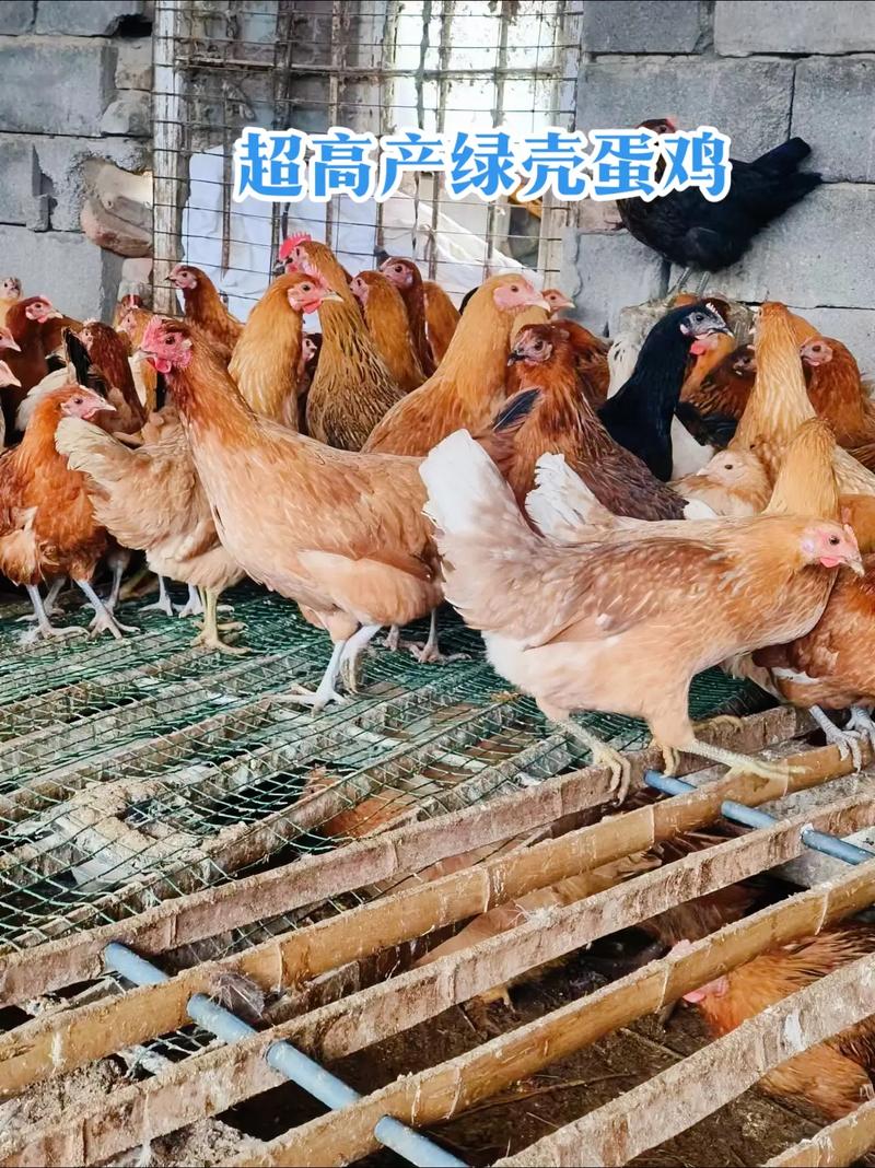 绿壳蛋鸡养殖技术视频怎么学才高效？-图1