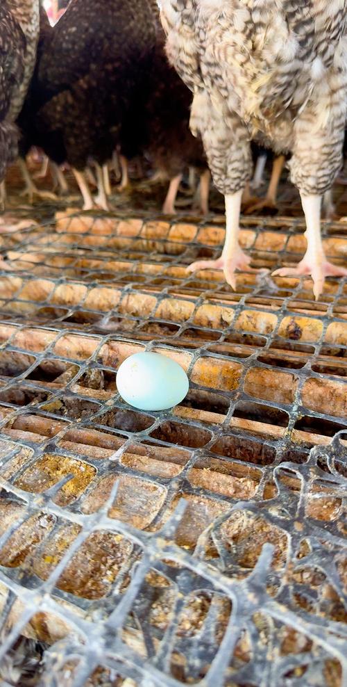 绿壳蛋鸡养殖技术视频怎么学才高效？-图3