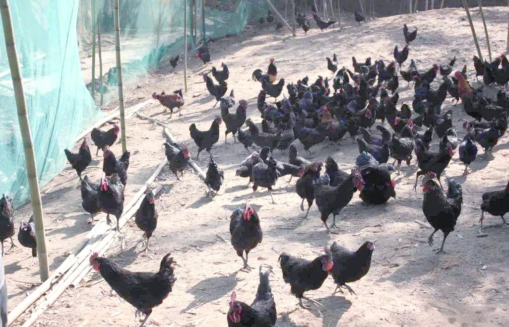 绿壳蛋鸡养殖技术视频怎么学才高效？-图2