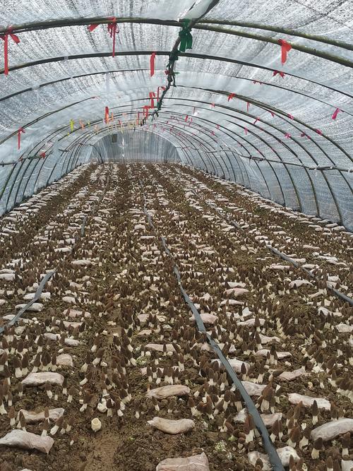 大棚种植哪些食用菌品种效益好?-图1 大棚种植哪些食用菌品种效益好?-图1