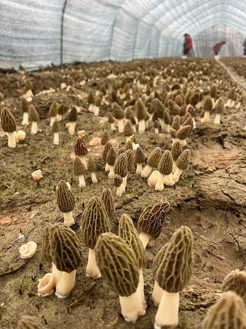 大棚种植哪些食用菌品种效益好?-图2 大棚种植哪些食用菌品种效益好?-图2