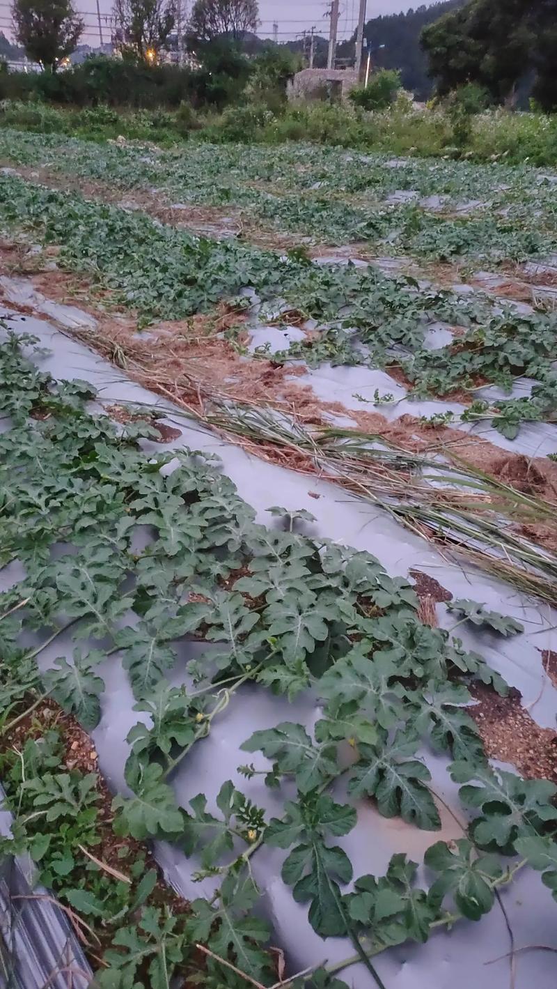 高产西瓜种植技术视频，关键点是什么？-图1