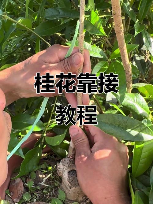 桂花嫁接技术图解，如何快速掌握？-图1