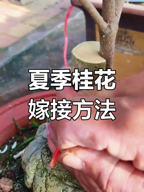 桂花嫁接技术图解，如何快速掌握？-图2